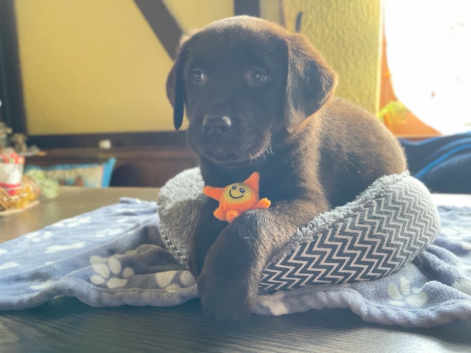 Labrador Welpen mit Ahnentafel in Petershagen