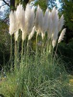 Pampas Gras Blume Pflanze Niedersachsen - Goslar Vorschau