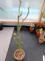 Euphorbia heterodoxa caudex Rarität Sachsen - Radeburg Vorschau