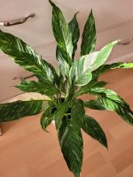 Spathiphyllum variegata Einblatt Pflanze Zimmerpflanzen München - Laim Vorschau