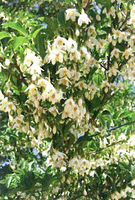 Japanischer Schneeglöckchenbaum Styrax japonicus 60-80cm Nordrhein-Westfalen - Simmerath Vorschau