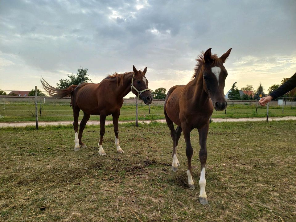 Vollblutaraber Dunkelfuchs Jährling Hengst 4x weiß Warmbluttyp in Hochborn