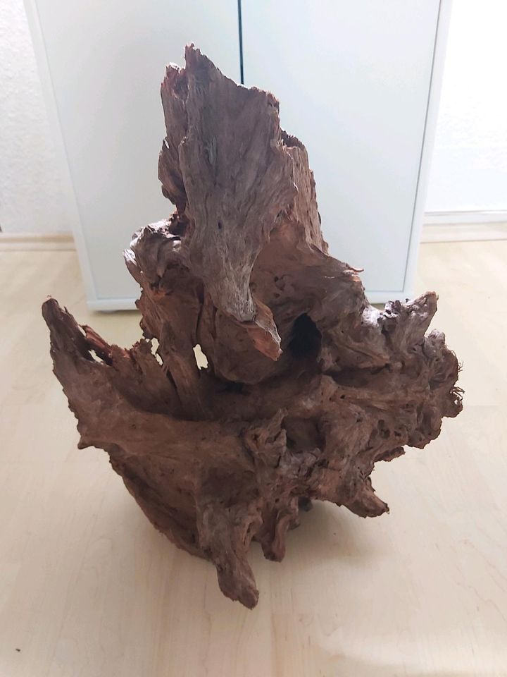 Neue große Mangrovenwurzel Wurzel Holz in Selm
