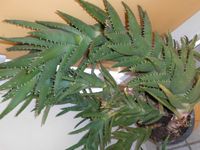Aloe  Rispenpflanze. (brevifolia) Sachsen - Coswig Vorschau