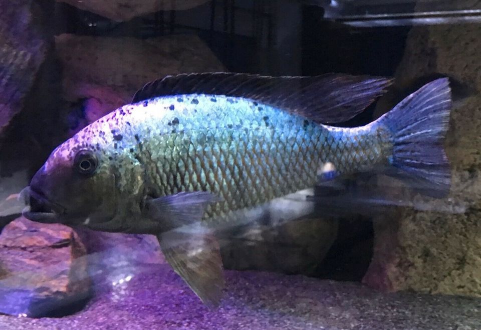 Malawi Räuber, Venustus Fusco Christyi Compressiceps Buccochromis in Dorsten