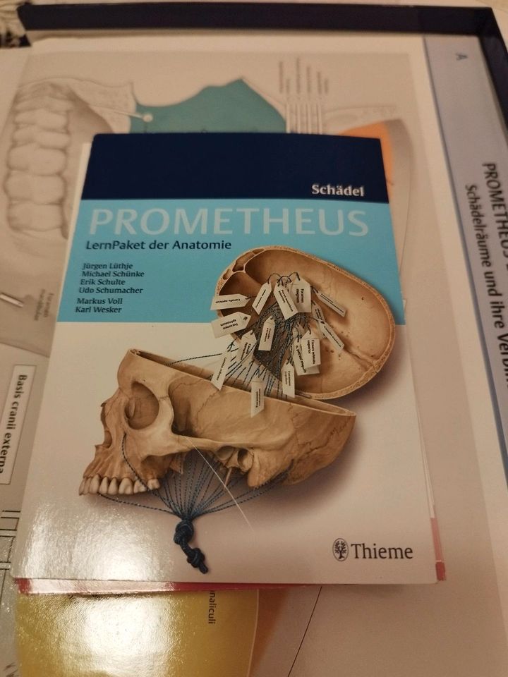 Lernpaket der Anatomie Schädel Prometheus in Müden