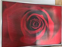 IKEA Bild Rose 140 x 100 cm Rahmen Silber Herzogtum Lauenburg - Geesthacht Vorschau