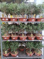 Olivenbaum Schale Deko Olive 50-60cm kräftiger Stamm Nordrhein-Westfalen - Nordkirchen Vorschau