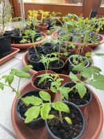 40 Tomatenpflanzen abzugeben, aus eigener Anzucht Thüringen - Bleicherode Vorschau