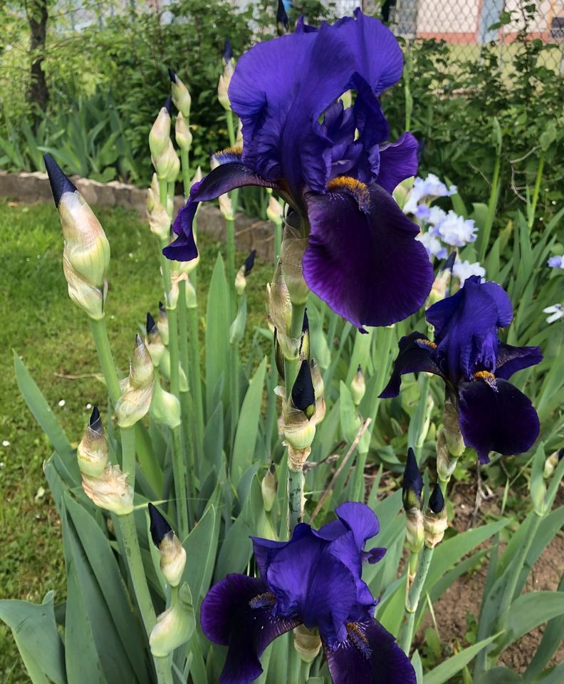 Iris TB, Schwertlilie Tintenblau in Warberg