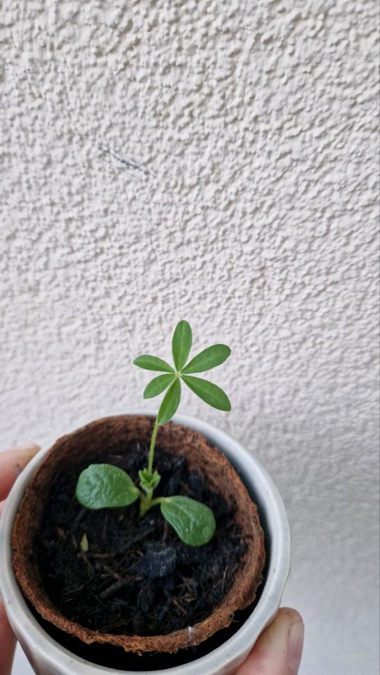 Lupinen Jungpflanzen Staude in Leipzig