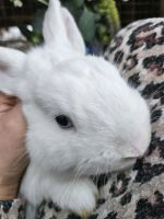 ❤️ Zwergkaninchen ♥️ Kastrat Hase Kaninchen Bayern - Haimhausen Vorschau