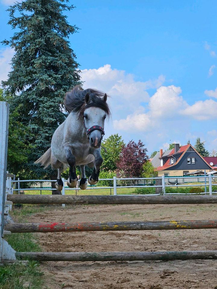 Welsh Stute in Salzwedel