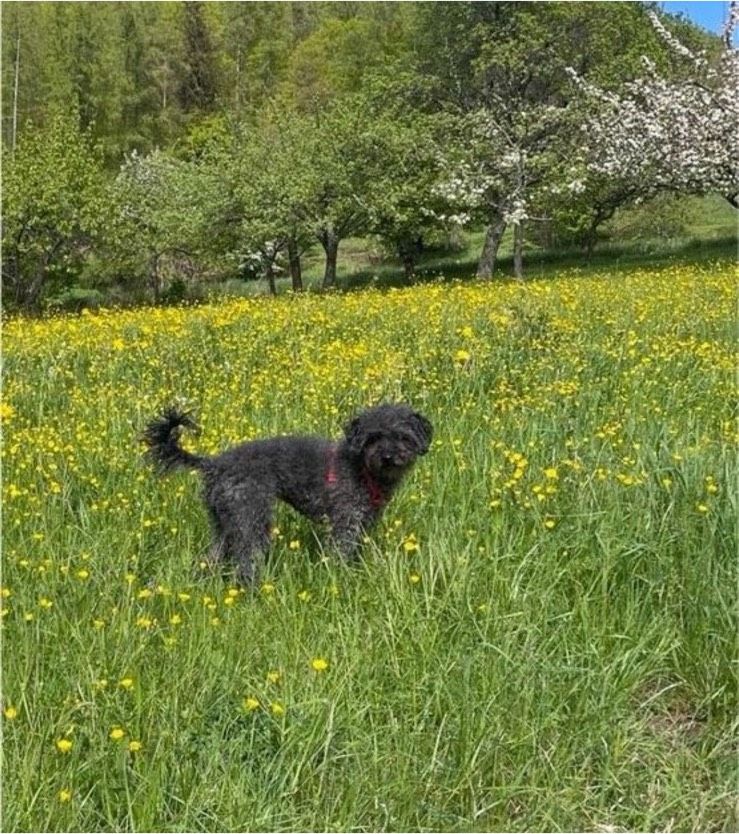 Hundebetreuung gesucht in Neuffen