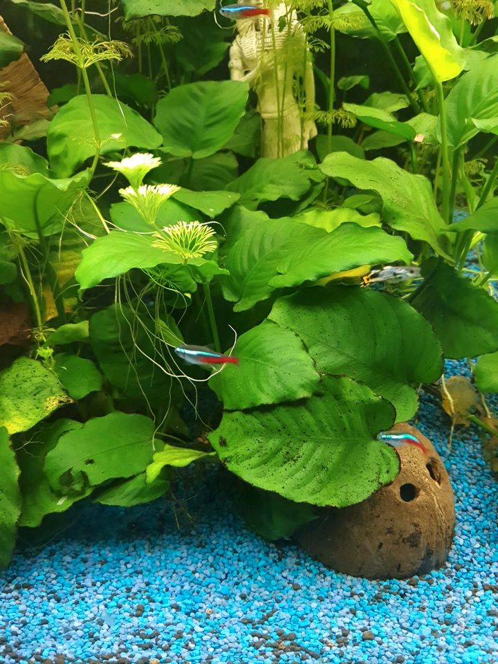 Aquarium Pflanzen Anubias in Stuttgart