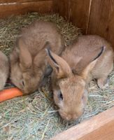 Kaninchen Zuchtunterstützung gesucht „Fläminger Schwarzspitz" Brandenburg - Bad Belzig Vorschau