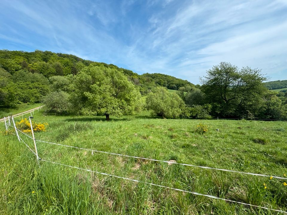 Stall mit Land zu verpachten in Freisen