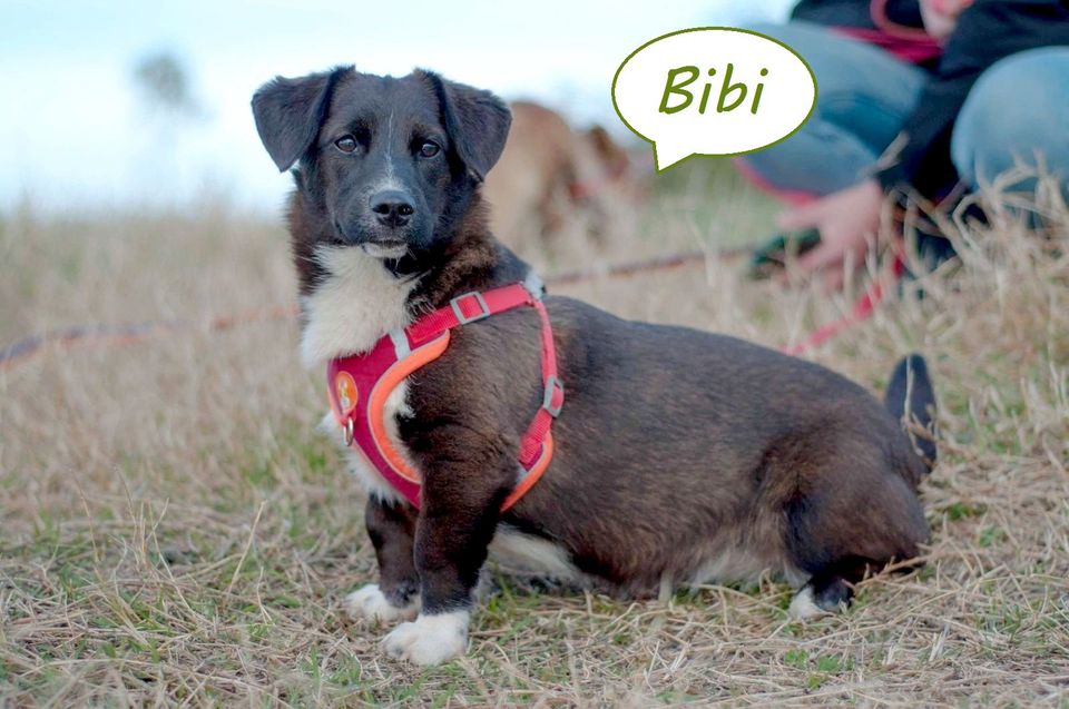 Tierschutz - junges Mädchen Bibi sucht ein Zuhause in Düsseldorf