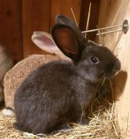 Kaninchen (Jungtiere) schwarz Sachsen - Dippoldiswalde Vorschau