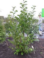 Küstengrün- Kirschlorbeer ,,Rotundifolia", 170/190 cm, vom Profi! Niedersachsen - Wiesmoor Vorschau