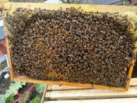 Bienen Ableger Dadant Aachen - Aachen-Mitte Vorschau