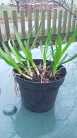 Mouse Garlic - Allium angulosum Niedersachsen - Herzberg am Harz Vorschau