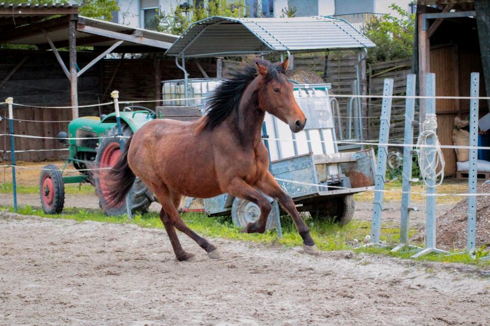 Quarter Horse Mix Stute in Isselbach