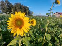 Suche Flächen zur Pacht/Miete Ackerland Acker Feld Bayern - Straubing Vorschau