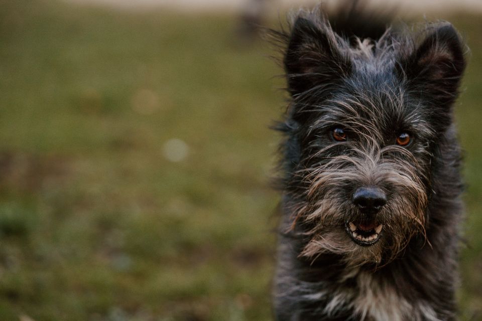 *Fussel* -kerniger Terrier-Mix in Elmshorn