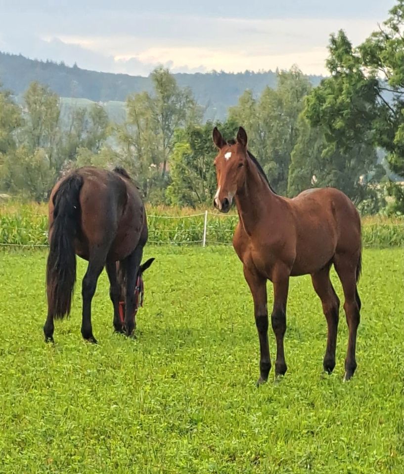 Lusitano Jährling der besonderen Art mit vollem Papier in Heinersreuth