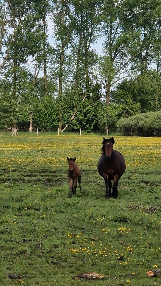 Huzule Absetzer Fohlen Pony in Parsau