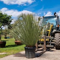 Dasylirion longisimon Grasbaum Yucca winterhart Pakme Nordrhein-Westfalen - Delbrück Vorschau