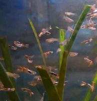 Fische Endler Guppys 2 - 4 cm lang Baden-Württemberg - Buchen (Odenwald) Vorschau