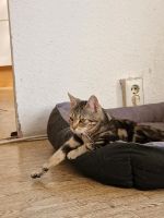 Katze entlaufen in luckenwalde Am Burgwall 24 Brandenburg - Luckenwalde Vorschau