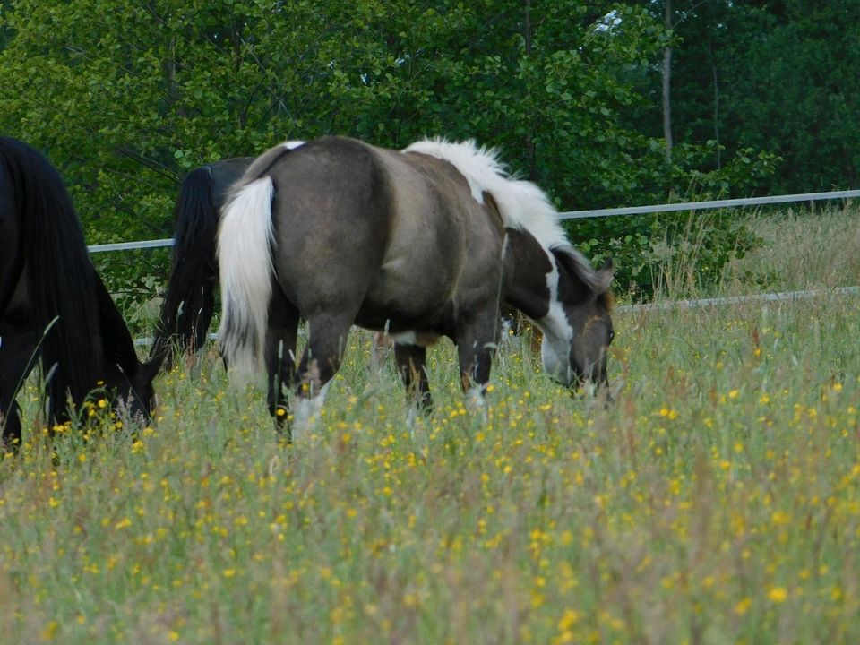 Paint Horse,Quarter Horse,Jährling,Grullo, Wallach in Bersteland