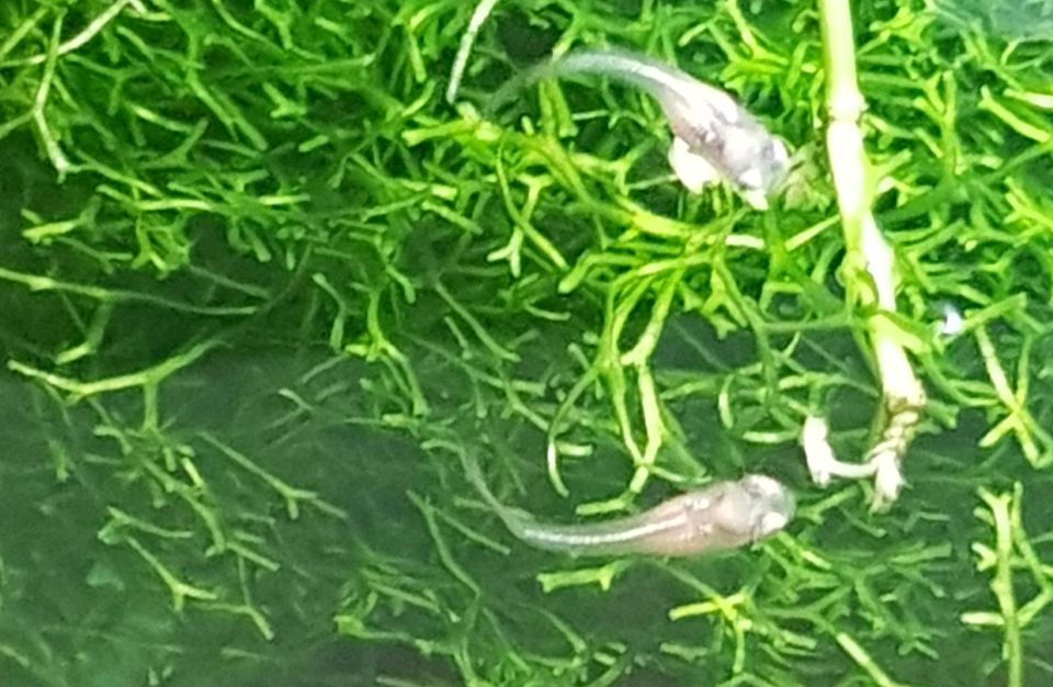 Baby Guppys zum selber Großziehen - 10 Stück 2€ in Hennigsdorf