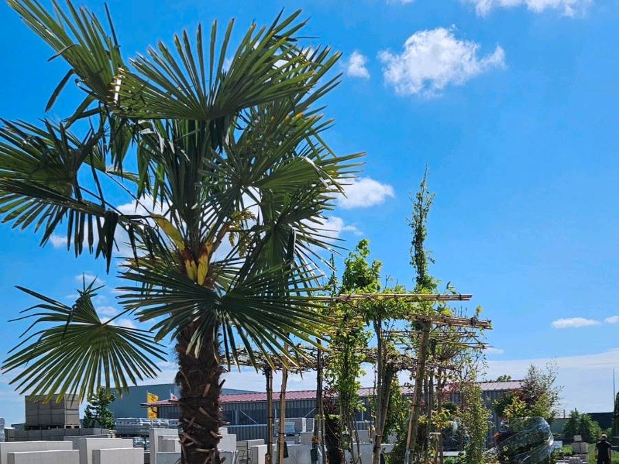 Palme   XXL 2.9m Einzelstück Chamaerops in Grettstadt