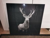 Glasbild Hirsch 50x50cm schwarz/weiß Nordrhein-Westfalen - Herten Vorschau