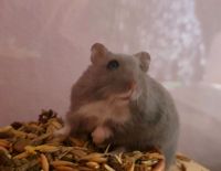 Hamster sucht neues Zuhause Berlin - Britz Vorschau