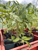 Tomatenpflanzen Bio viele bunte Sorten Brandenburg - Gutengermendorf Vorschau