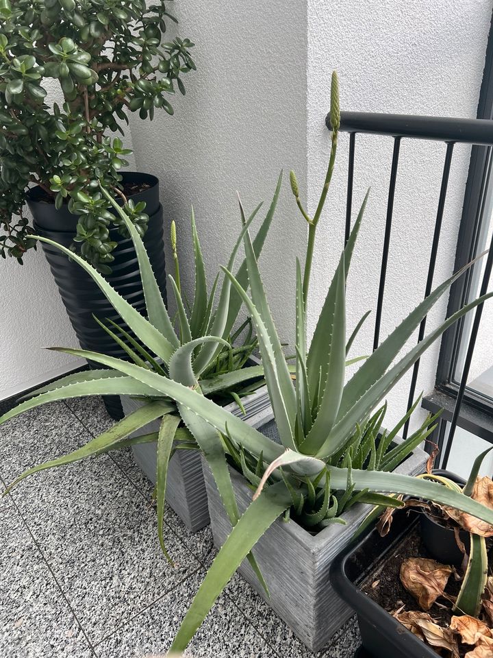 Riesen großen Aloe Vera Pflanze in Dietzenbach