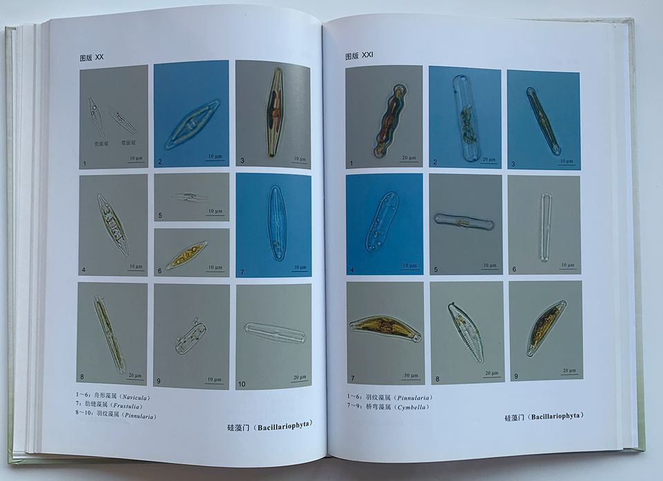 Freshwater Algae China Zhejiang Province Chen Qian Taxonomy Book in Isernhagen