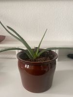 Aloevera Ableger München - Schwanthalerhöhe Vorschau