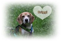 Briggi ist ein ganz tolles Hundemädel Bayern - Regenstauf Vorschau