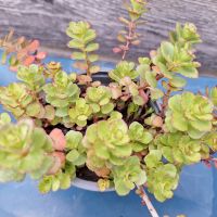 Kaukasus Asienfetthenne, Sedum Spurinum Rheinland-Pfalz - Engelstadt Vorschau