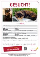 Katze gefunden? Lilly 92318 vermisst! Glückskatze, Tricolor Bayern - Neumarkt i.d.OPf. Vorschau
