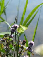 Wasserminze Mentha aquatica BIO Wildform Heilpflanze Kopfschmerz Niedersachsen - Westerstede Vorschau