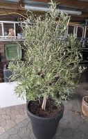Olivenbaum zu verkaufen Nordrhein-Westfalen - Oerlinghausen Vorschau