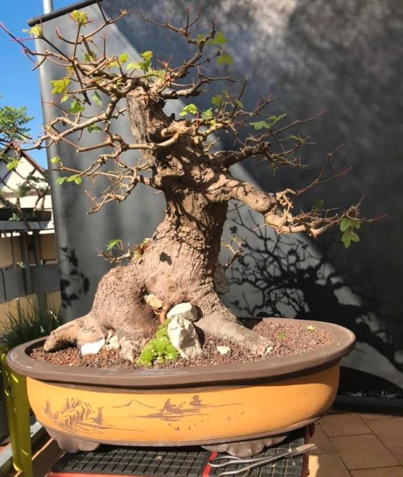 Bonsai  Acer Monspesolanum,Felsenahorn, Burgenahorn in Dahn