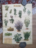 Poster mit Kräutern / Tranquillo / Aux Fines Herbes 50 x 70 cm Pankow - Prenzlauer Berg Vorschau